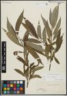 Foto von Salix alba L. x Salix fragilis L.